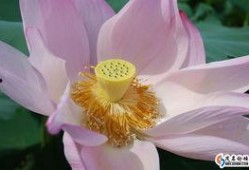 江西莲花在线最新爆料,揭秘莲花县重大事件背后真相