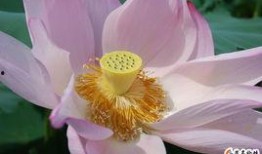 江西莲花在线最新爆料,揭秘莲花县重大事件背后真相