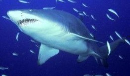 狂野鲛鲨最新爆料,神秘力量觉醒，海洋霸主即将崛起！