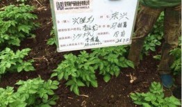 安邦保险爆料案例最新,揭开保险行业潜规则内幕